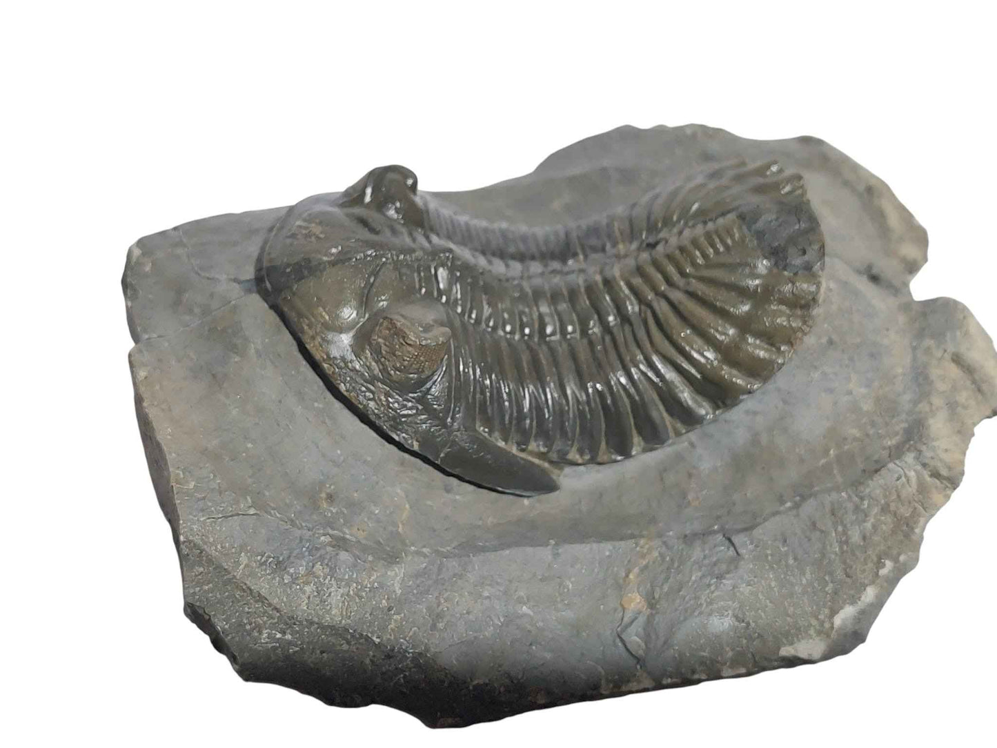 Hollardops mesocristata – Classic Devonian Trilobite - authentic fossil specimen, natural history by Fossils NH