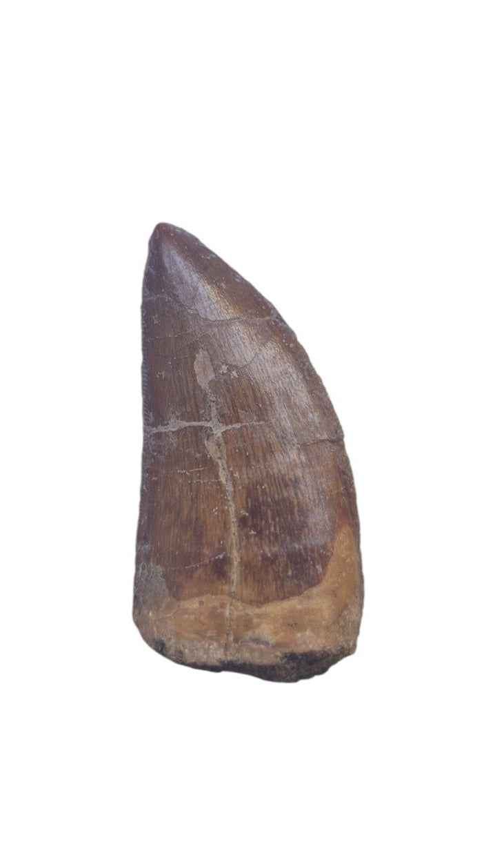 Carcharodontosaurus Tooth - Giant Shark-Toothed Dinosaur - authentic fossil specimen, natural history by Fossils NH