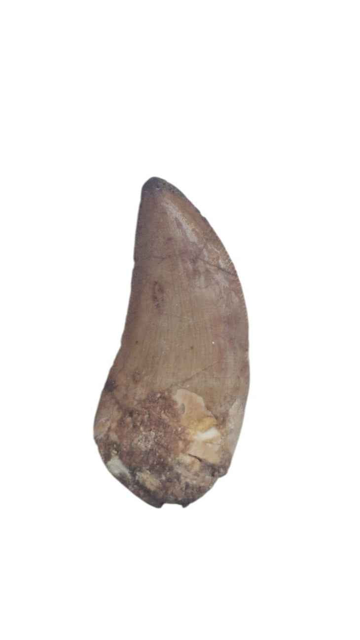 Carcharodontosaurus Tooth - Giant Shark-Toothed Dinosaur - authentic fossil specimen, natural history by Fossils NH