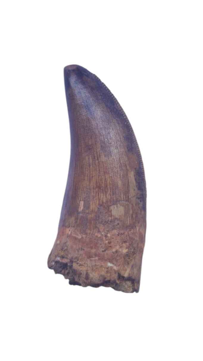 Carcharodontosaurus Tooth - Giant Shark-Toothed Dinosaur - authentic fossil specimen, natural history by Fossils NH