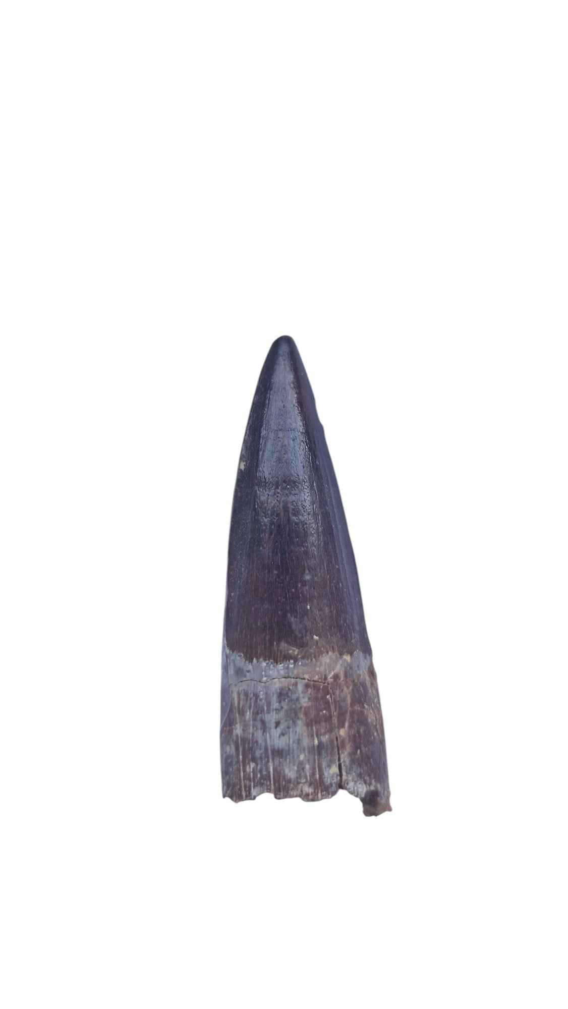 Spinosaurus Tooth - Iconic Predator of the Cretaceous - authentic fossil specimen, natural history by Fossils NH