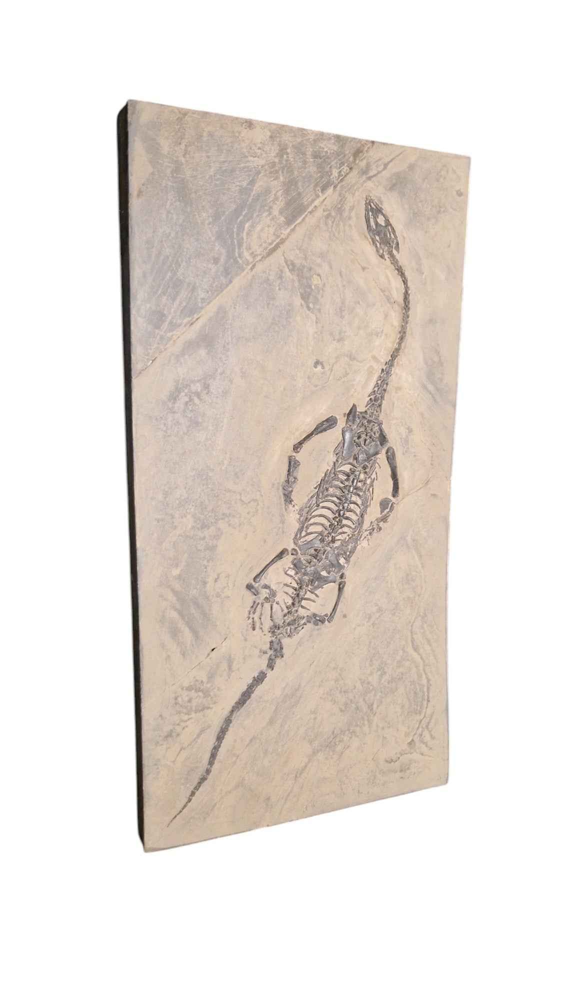 Keichousaurus hui - Elegance from the Triassic Seas - authentic fossil specimen, natural history by Fossils NH