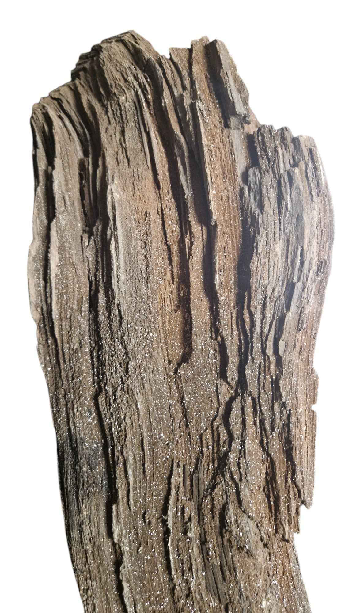 Fossilized Wood - Timeless Elegance - authentic fossil specimen, natural history by Fossils NH