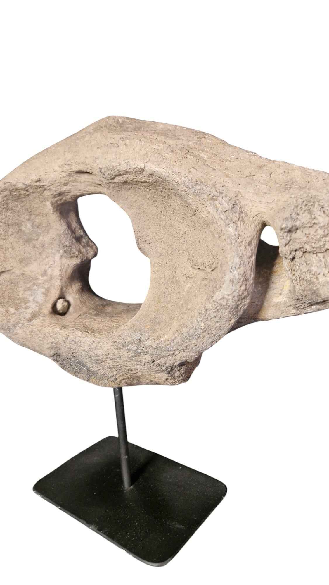 Woolly Mammoth Atlas Vertebra - authentic fossil specimen, natural history by Fossils NH