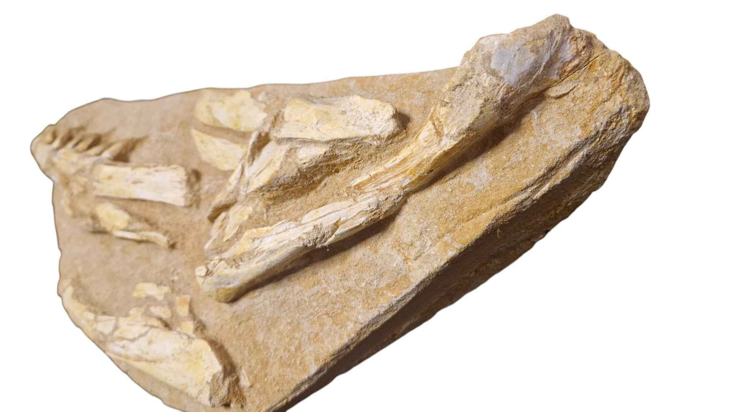 Halisaurus Arambourgi – A Rare Marine Predator - authentic fossil specimen, natural history by Fossils NH