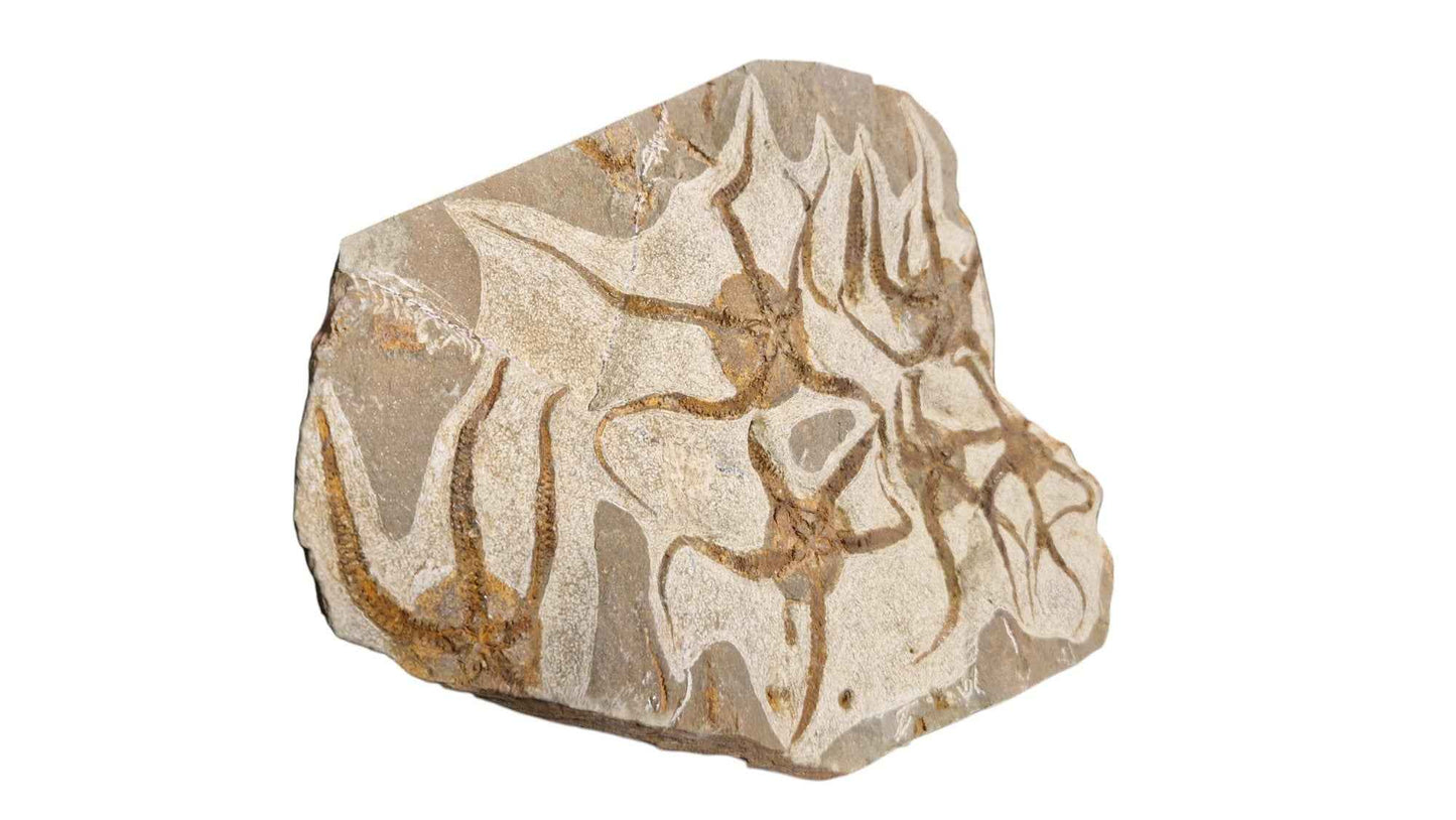 Fossil Ophiurid Starfish from the Ordovician Seas - authentic fossil specimen, natural history by Fossils NH