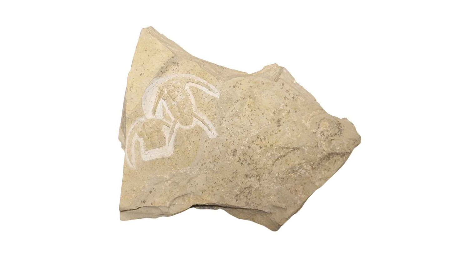 Neltneria termieri - Cambrian Trilobite - authentic fossil specimen, natural history by Fossils NH