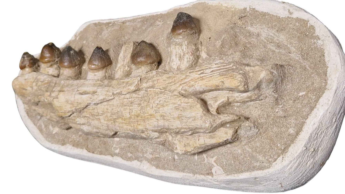 Globidens phosphaticus - Shell-Crushing Mosasaur - authentic fossil specimen, natural history by Fossils NH