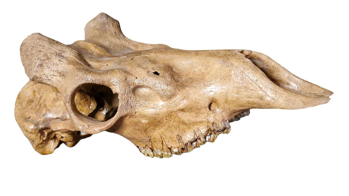 Megaloceros Skull - Giant Deer of Pleistocene - authentic fossil specimen, natural history by Fossils NH