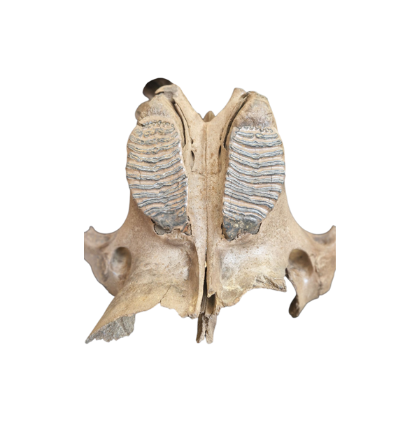Woolly Mammoth Upper Jaw - authentic fossil specimen, natural history by Fossils NH