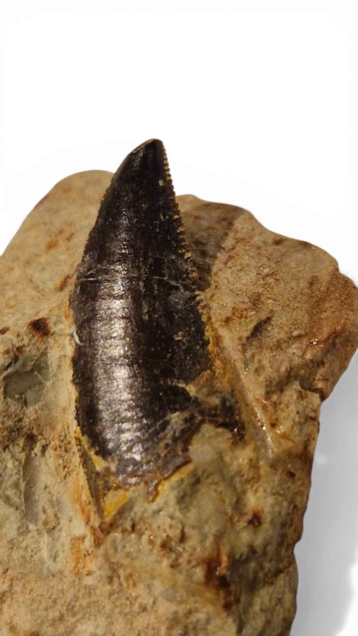Abelisaurid Tooth – Cretaceous Dinosaur | Rare location - Atlas Mountains