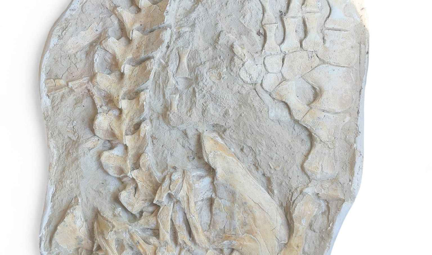 Mosasaurus beaugei - Apex Predator - authentic fossil specimen, natural history by Fossils NH