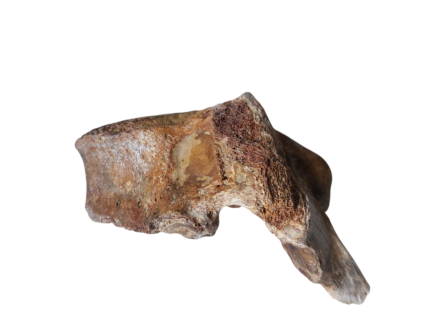 Woolly Mammoth Thoracic Vertebra – Ice Age Giant - authentic fossil specimen, natural history by Fossils NH