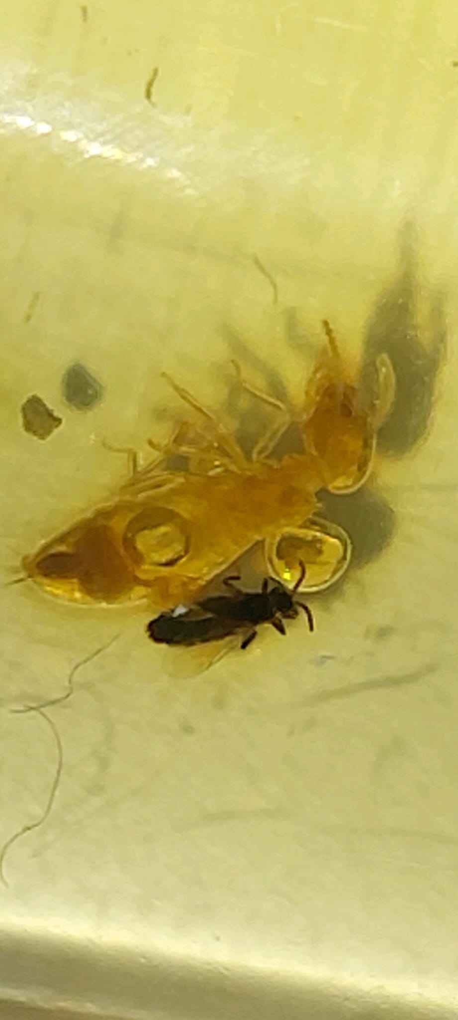 Amber with Multiple Termite Inclusions – 7.1 cm Eocene Fossil | Colombia