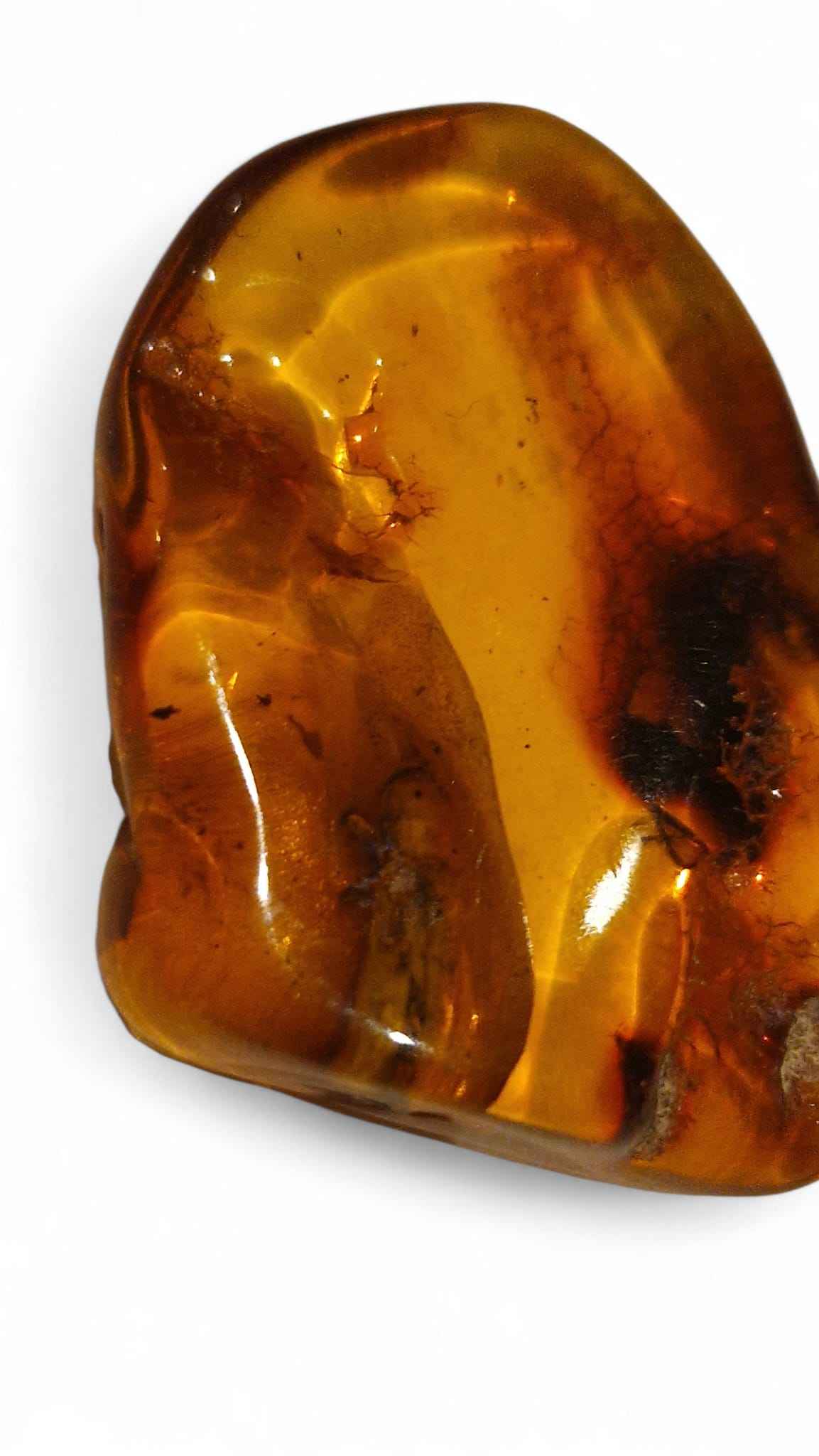 Amber with Multiple Insect Inclusions – 3.3 cm Eocene Fossil | Ukraine
