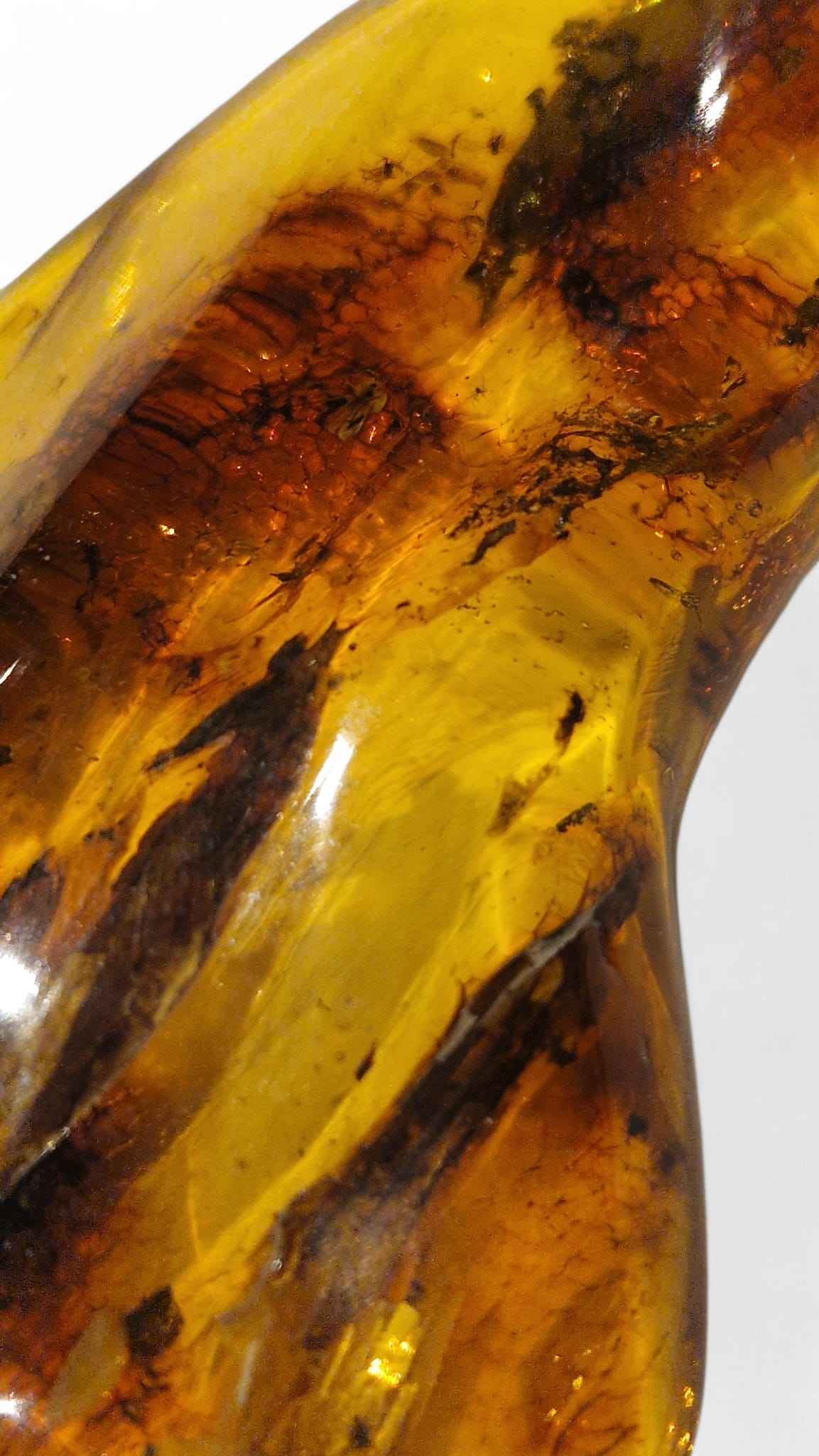 Amber with Multiple Insect Inclusions – 9.8 cm Eocene Fossil | Ukraine