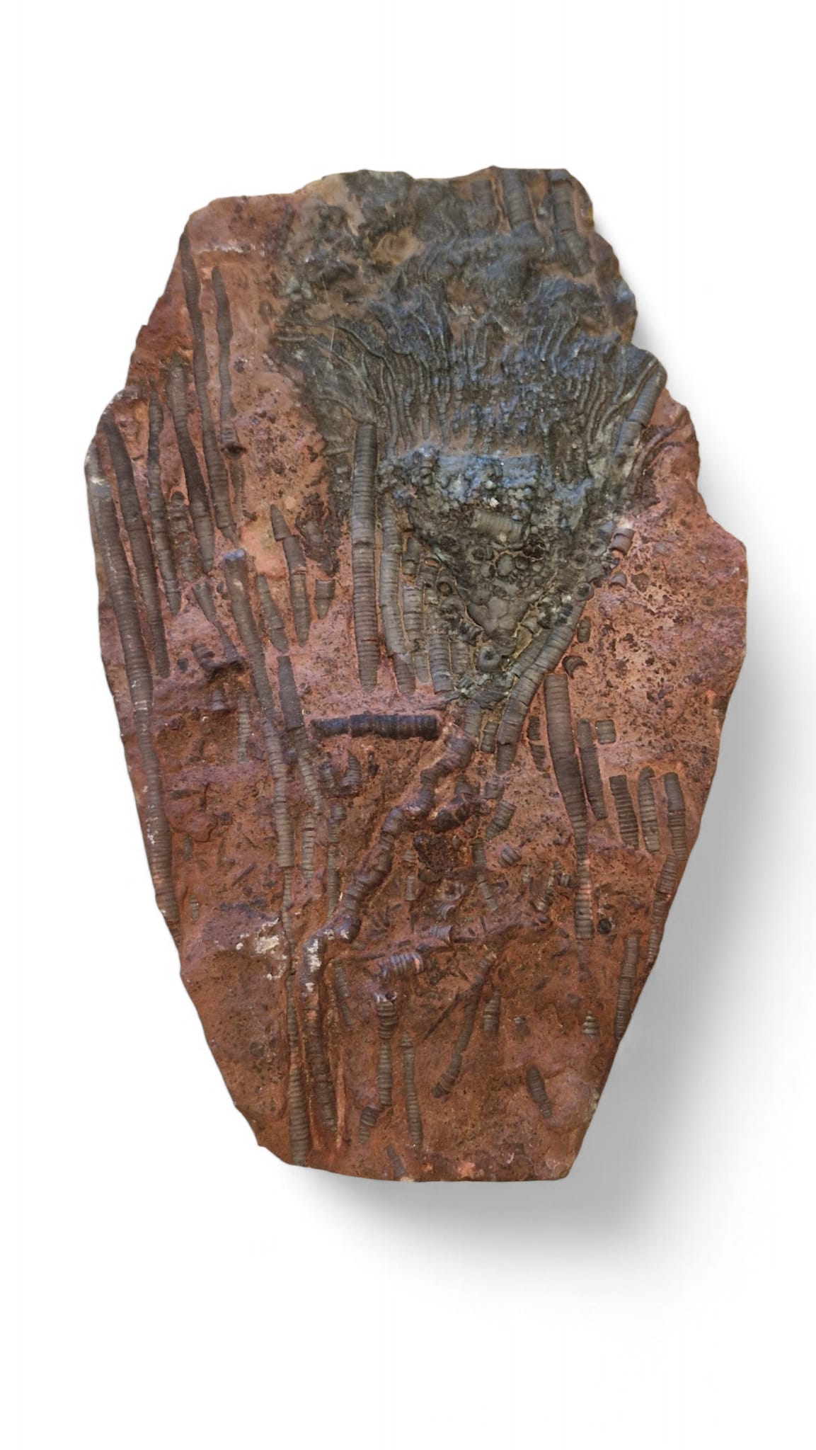 Crinoid Fossil for Sale Sea Lily 8