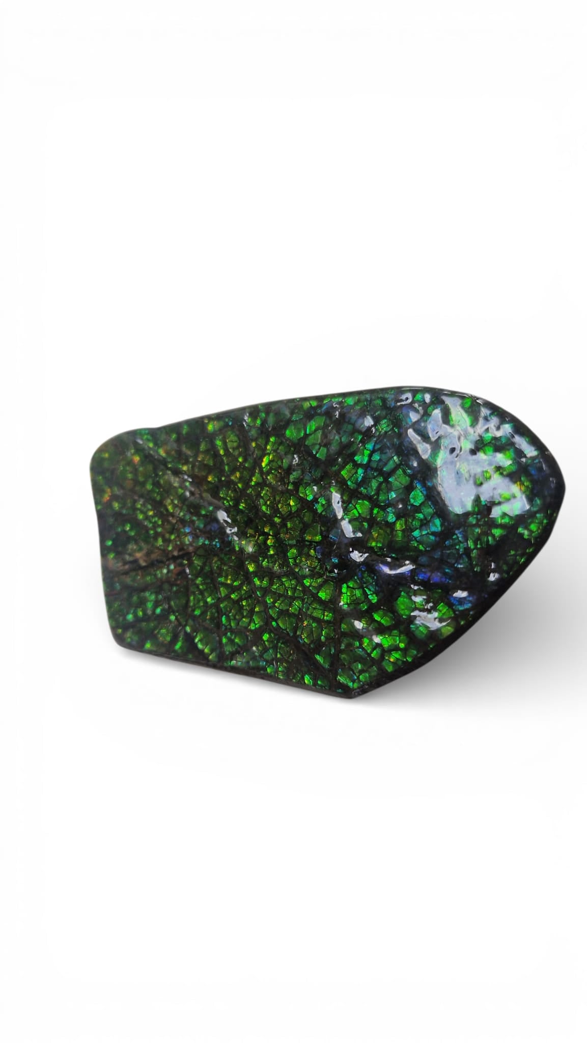 Green ammolite gemstone Canada 9