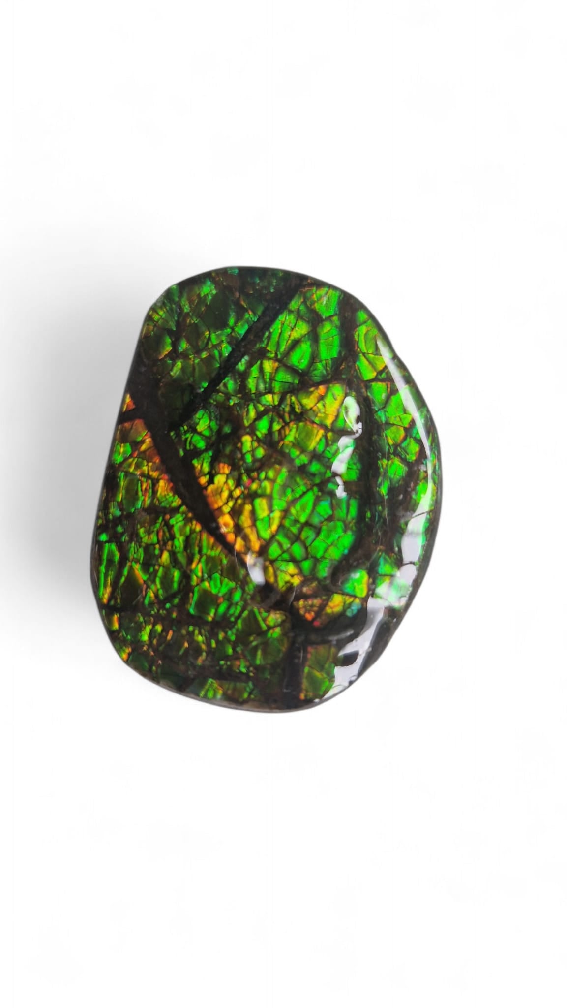 Green_black_ammolite_Canada 1