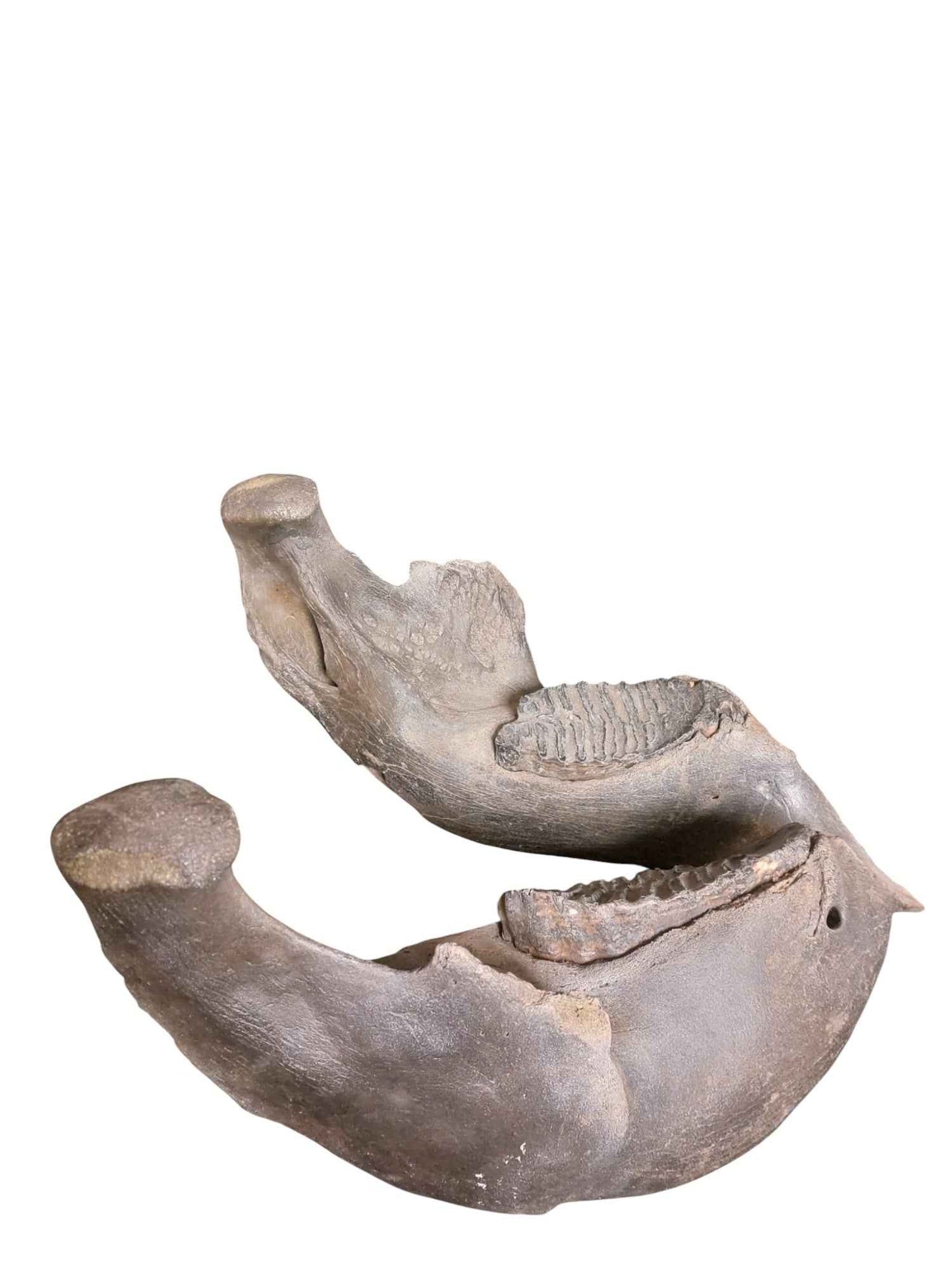 Woolly Mammoth Lower Jaw - authentic fossil specimen, natural history by Fossils NH