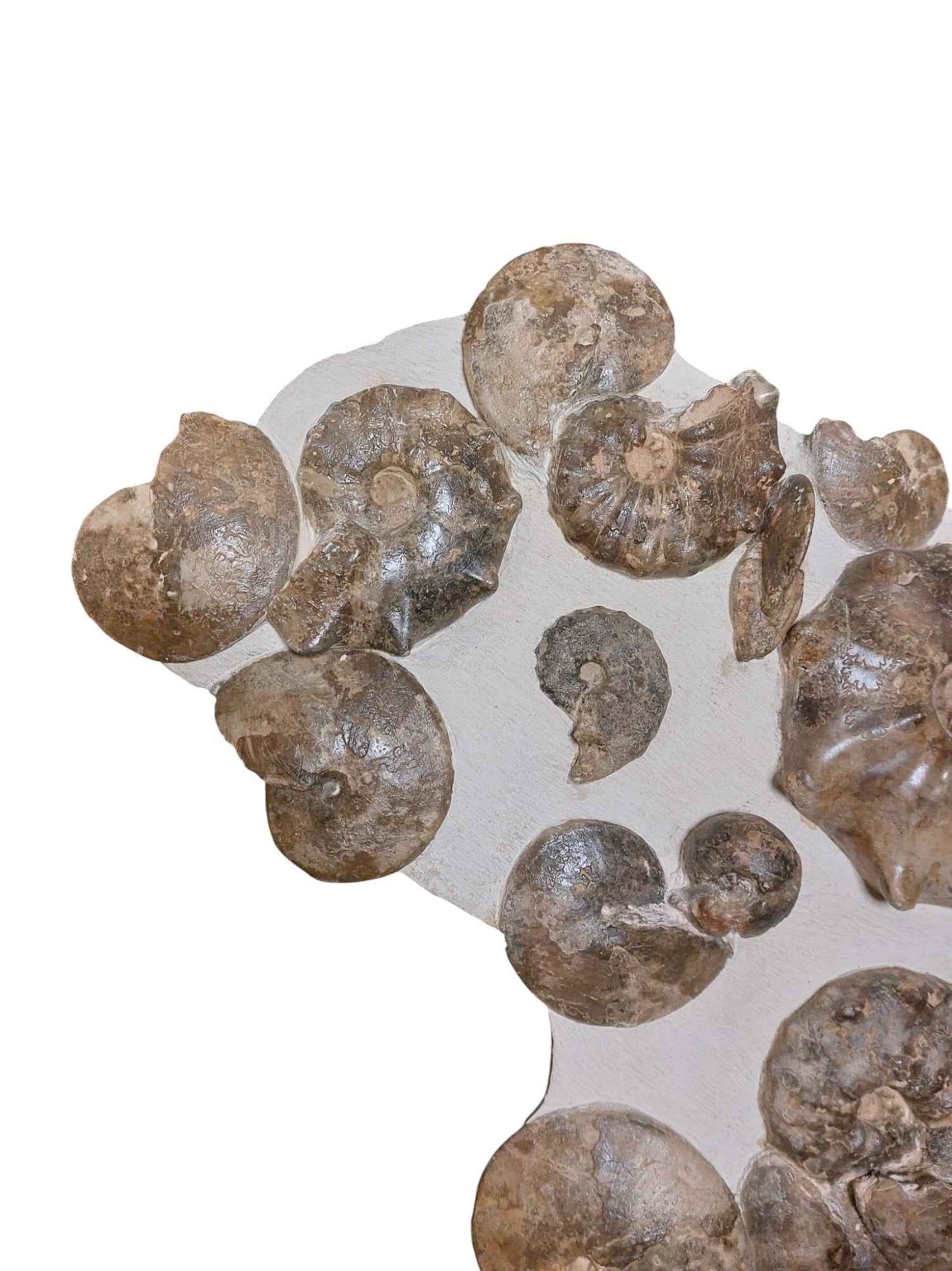 Turonian Ammonite Assembly - authentic fossil specimen, natural history by Fossils NH