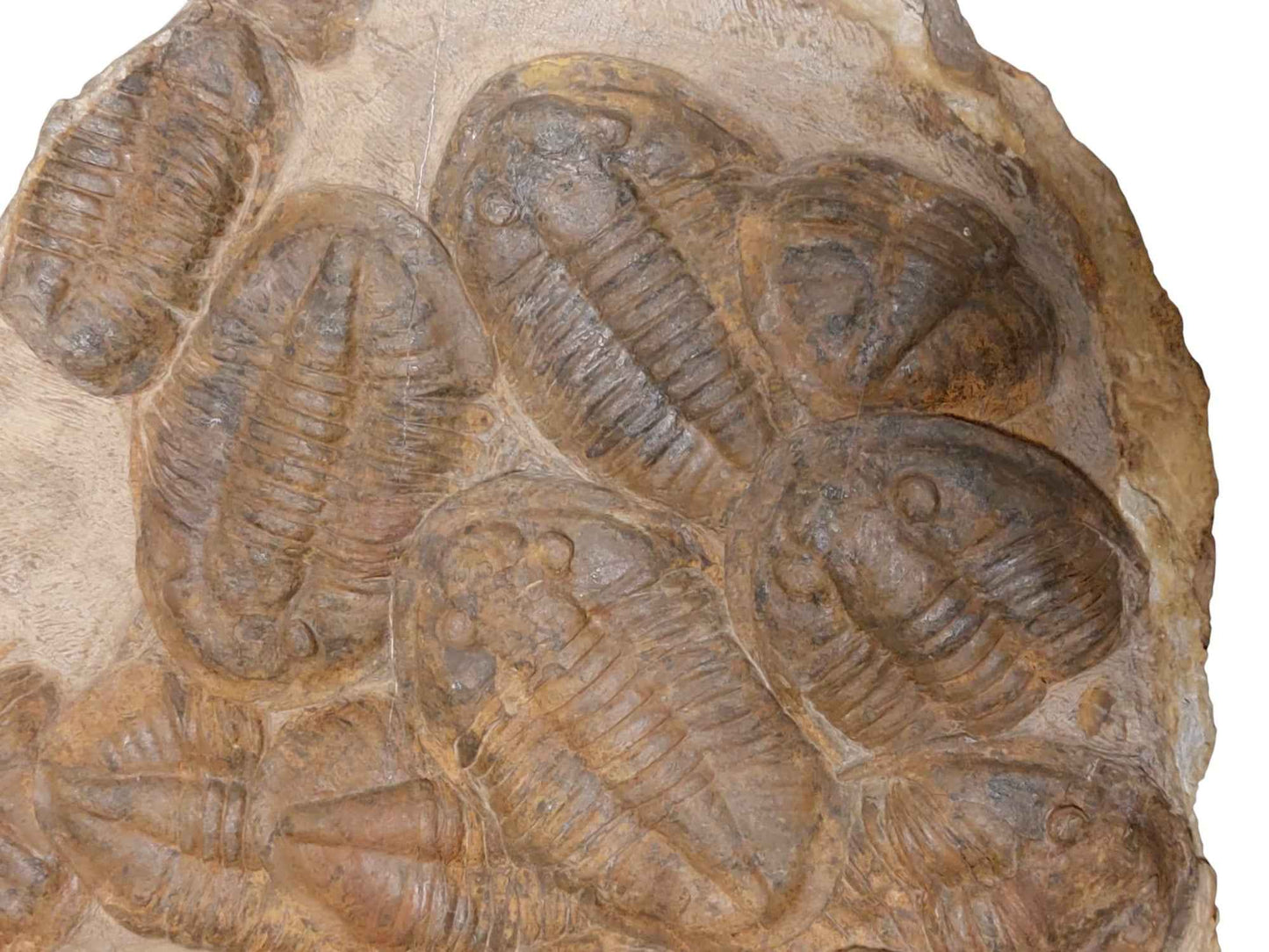 Group of Asaphid Trilobites on Slab - authentic fossil specimen, natural history by Fossils NH