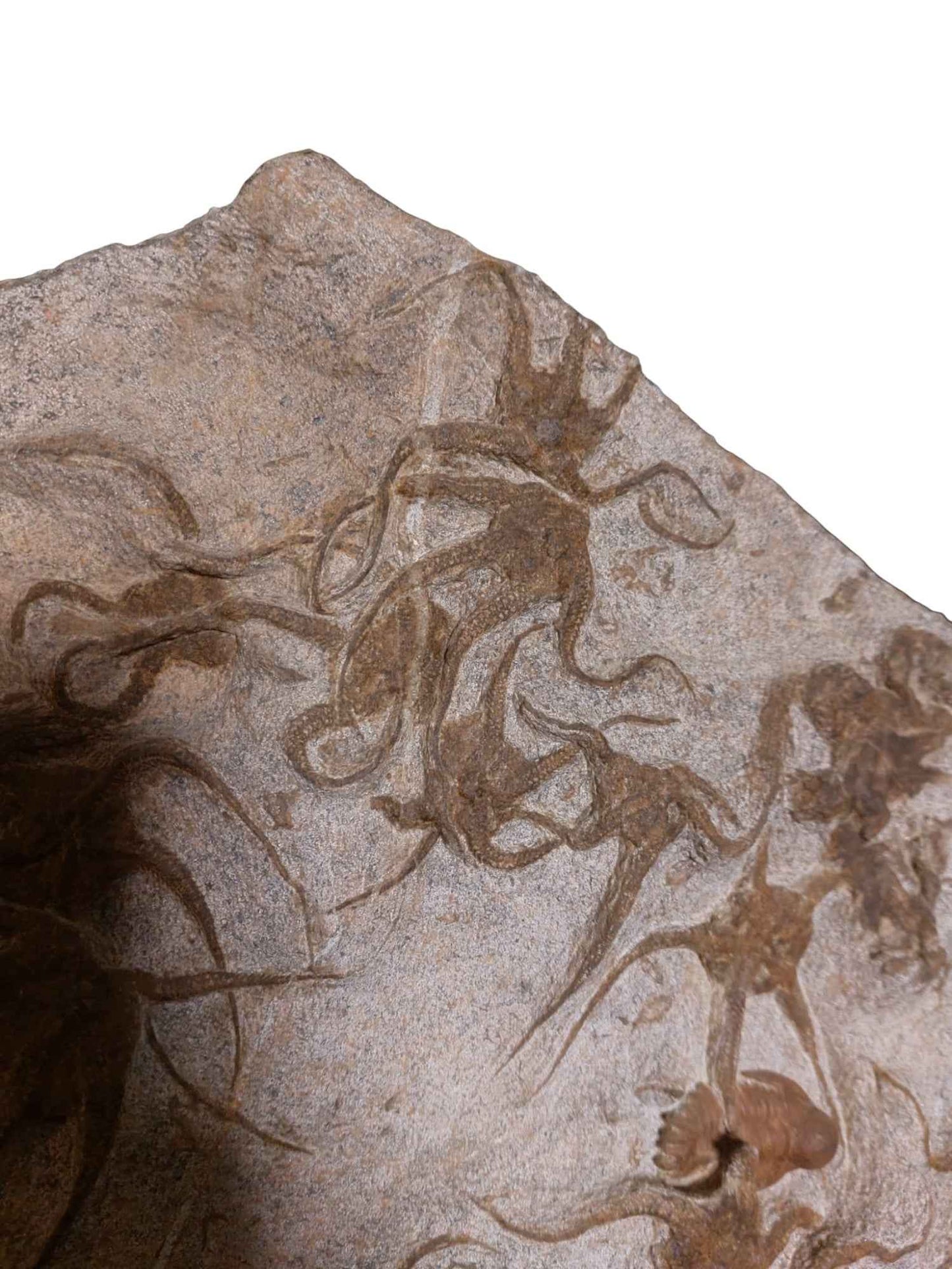 Ordovician Fossil Ensemble - Trilobites & Brittle Star in Stone - authentic fossil specimen, natural history by Fossils NH