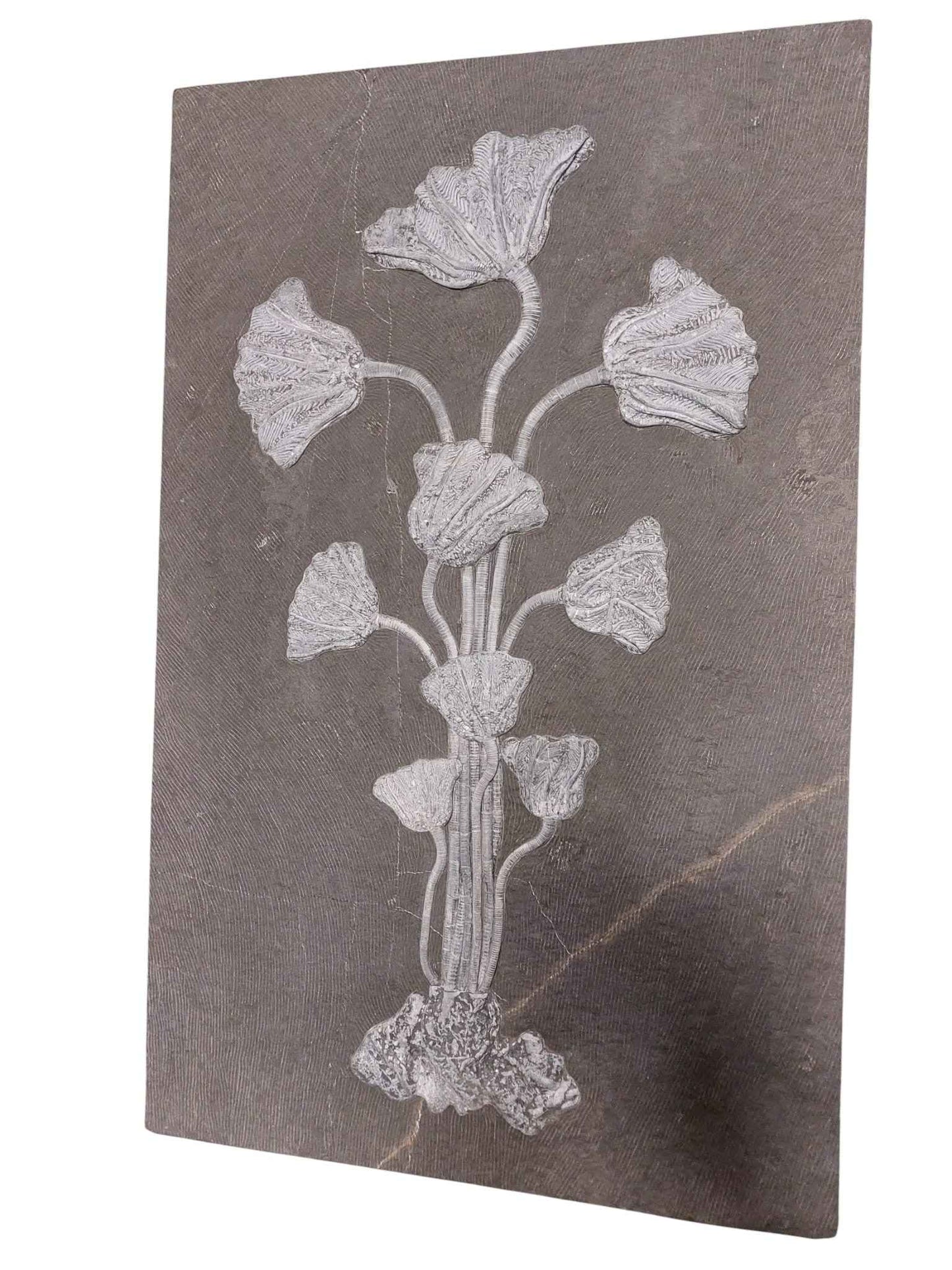 Sea Lily Fossil Wall Plate - authentic fossil specimen, natural history by Fossils NH