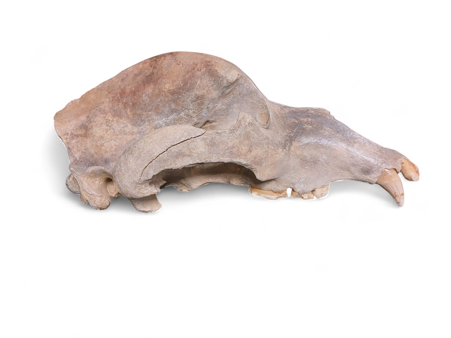 Ursus spelaeus - Cave Bear Skull - authentic fossil specimen, natural history by Fossils NH