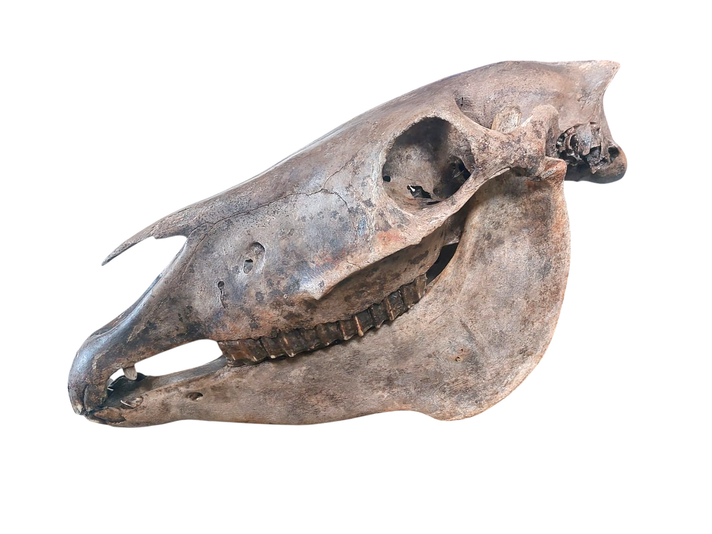 Equus ferus – Fossil Horse Lower Jaw from the Pleistocene