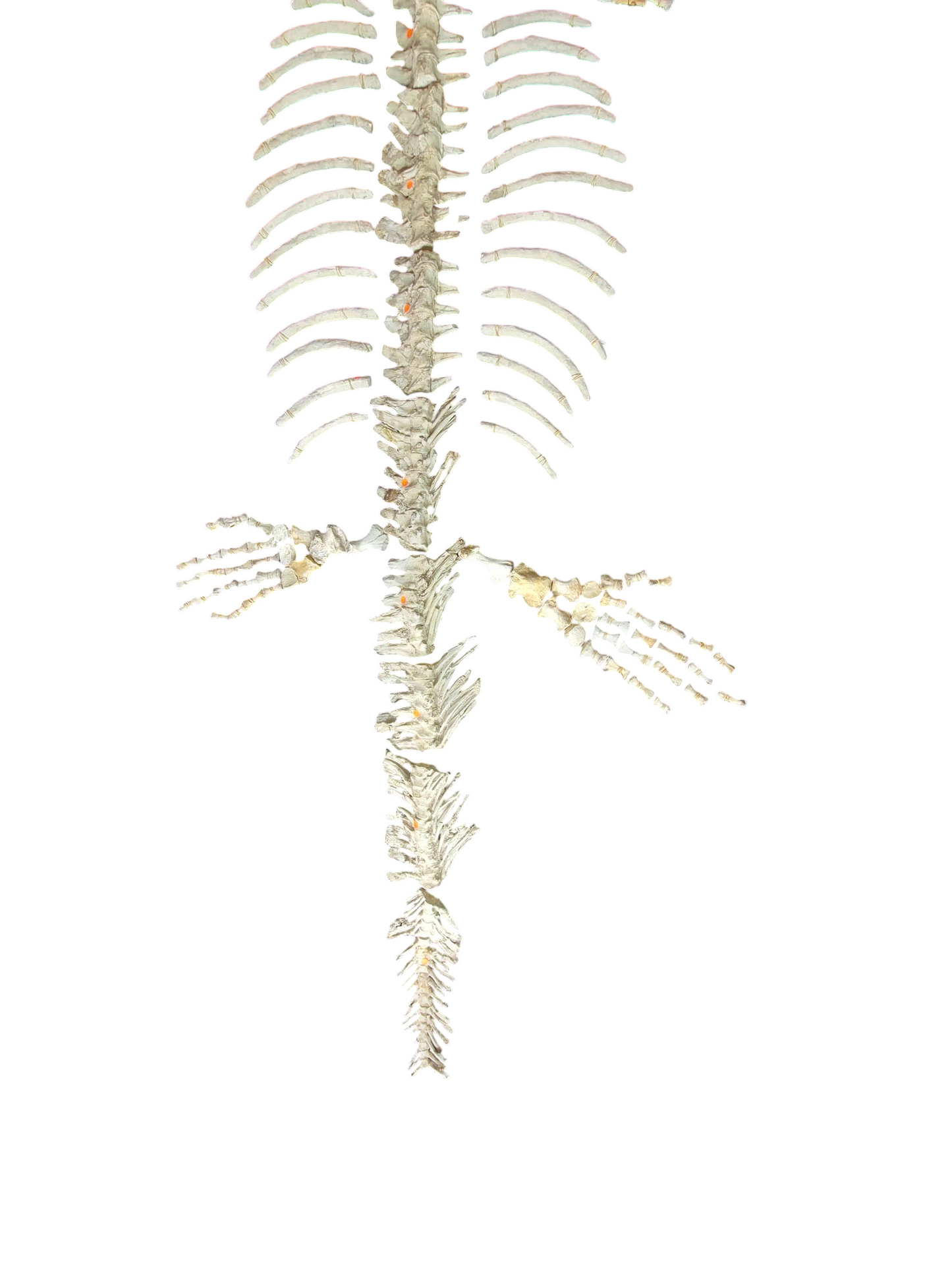 Halisaurus arambourgi - 3 Meter Marine Predator - authentic fossil specimen, natural history by Fossils NH