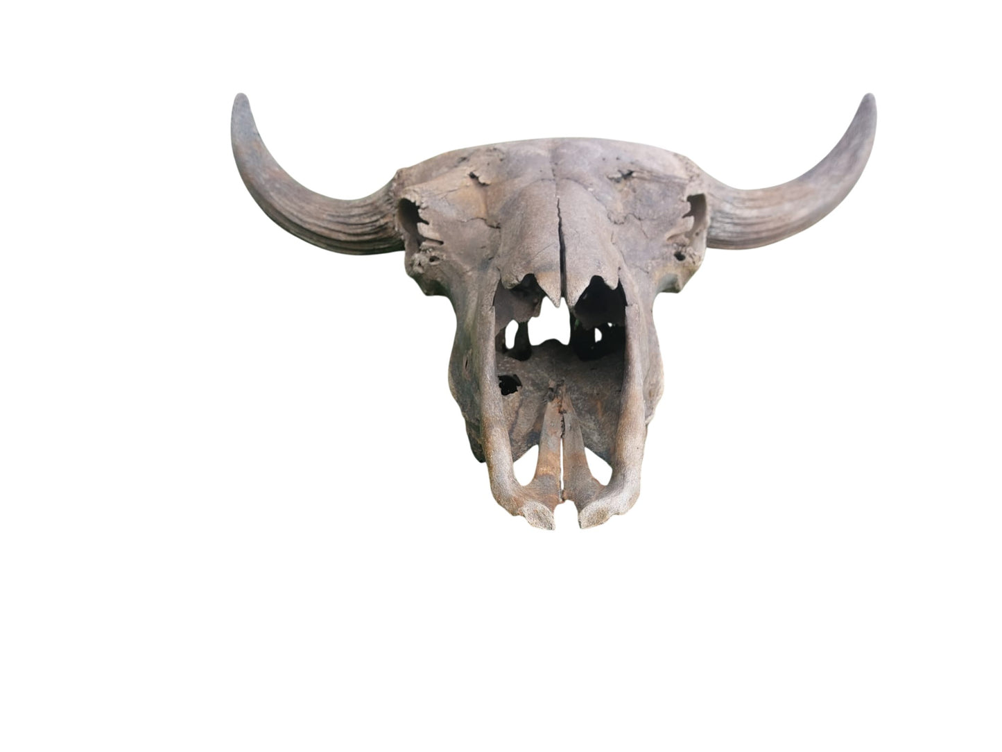 Steppe Bison Skull - authentic fossil specimen, natural history by Fossils NH
