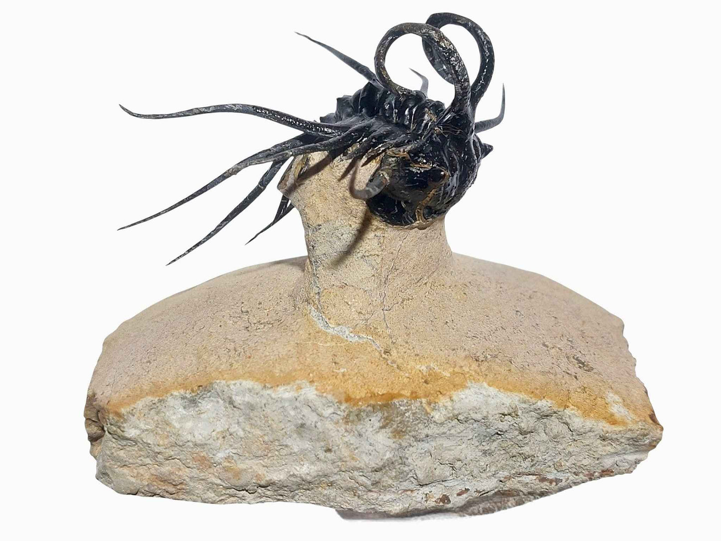 Dicranurus monstrosus – Iconic Spiny Trilobite - authentic fossil specimen, natural history by Fossils NH