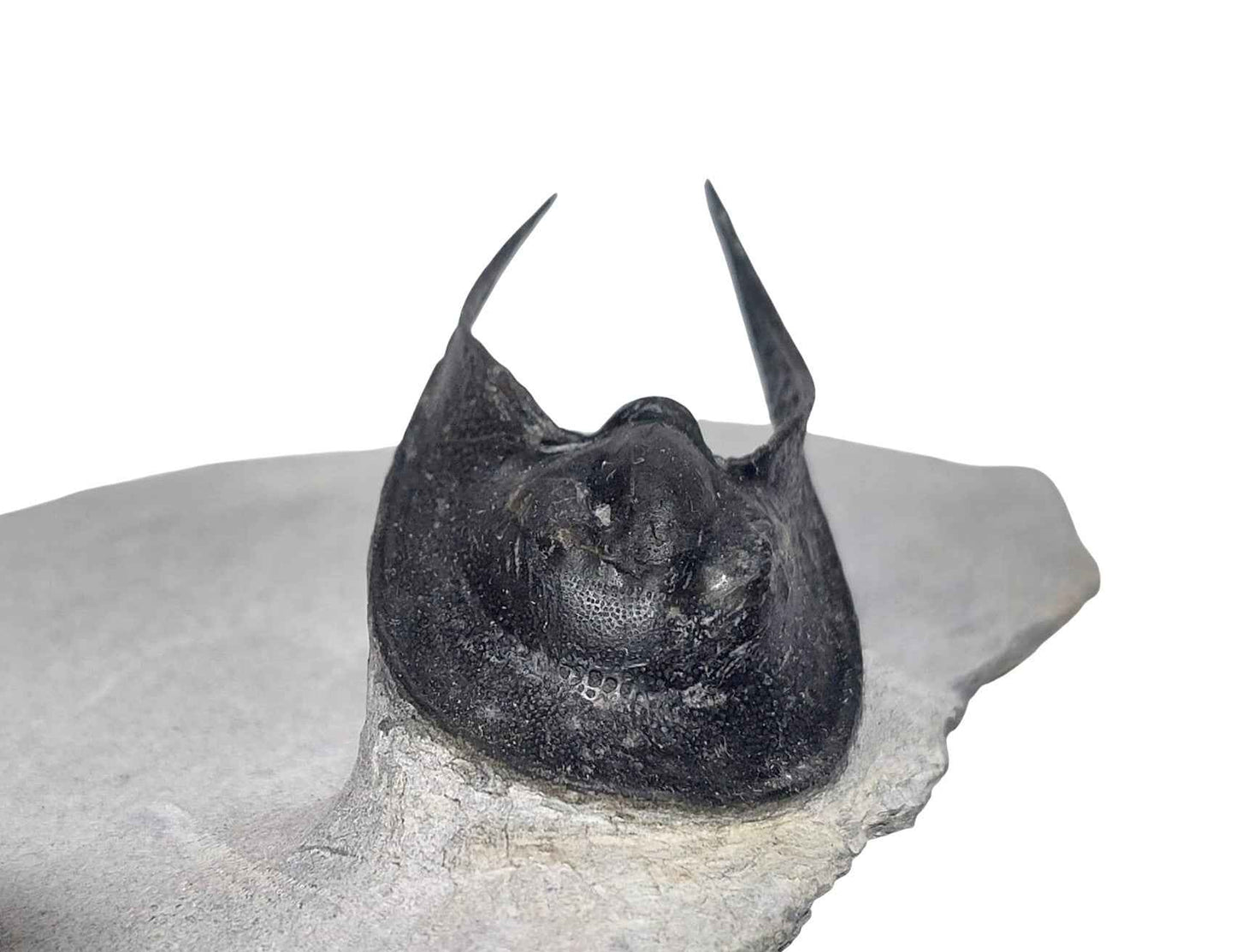 Scotoharpes perradiatus – Harpetid Trilobite - authentic fossil specimen, natural history by Fossils NH