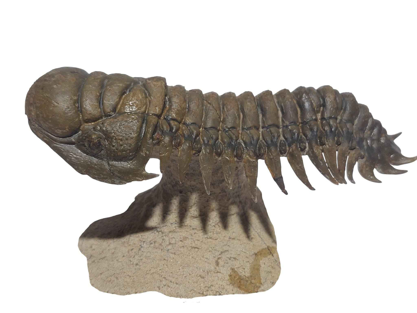 Crotalocephalina gibbus – Rare Devonian Trilobite - authentic fossil specimen, natural history by Fossils NH