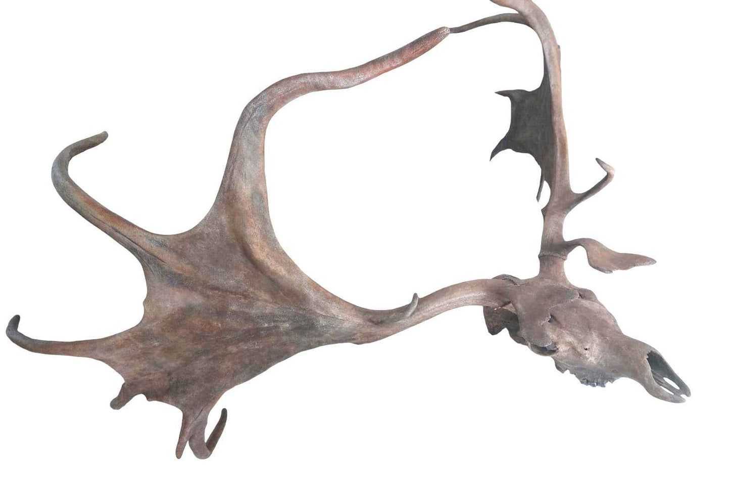 Megaloceros giganteus - Giant Deer of the Ice Age - authentic fossil specimen, natural history by Fossils NH