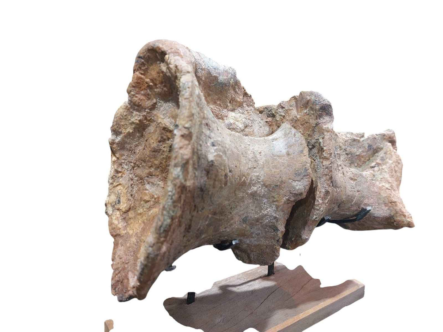 Atlassaurus sp. – Rare Sauropod Dinosaur Fossil - authentic fossil specimen, natural history by Fossils NH