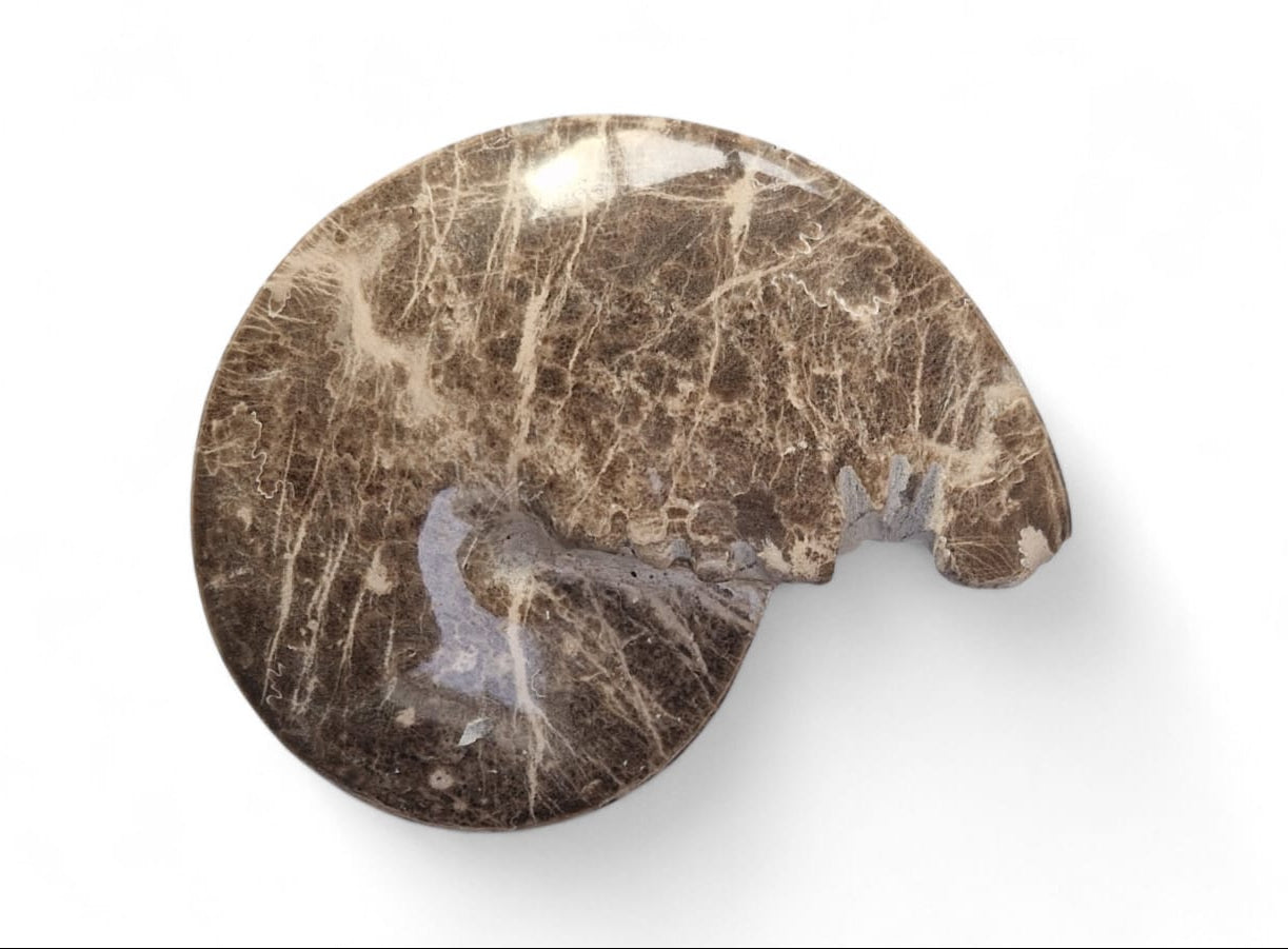 Mammites nodosoides Ammonite for Sale | Cretaceous Fossil Morocco | Fossils NH 6