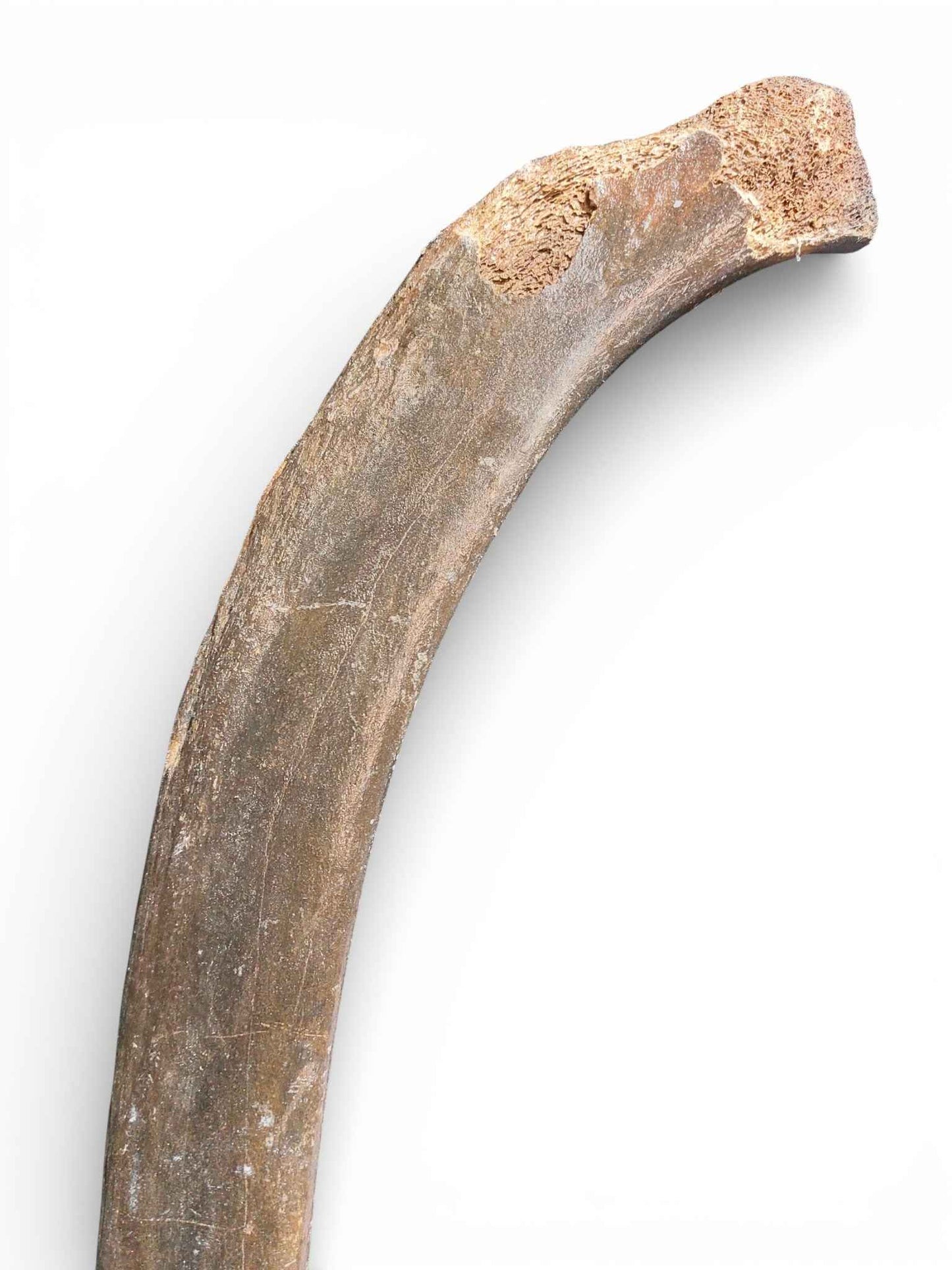 Mammoth Rib – Middle Ventral Rib 9