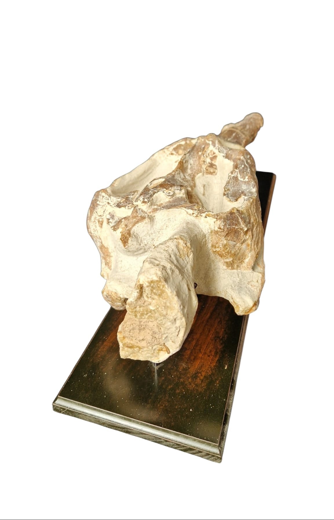 Manemergus anguirostris Fossil 56cm – Cretaceous Plesiosaur 9