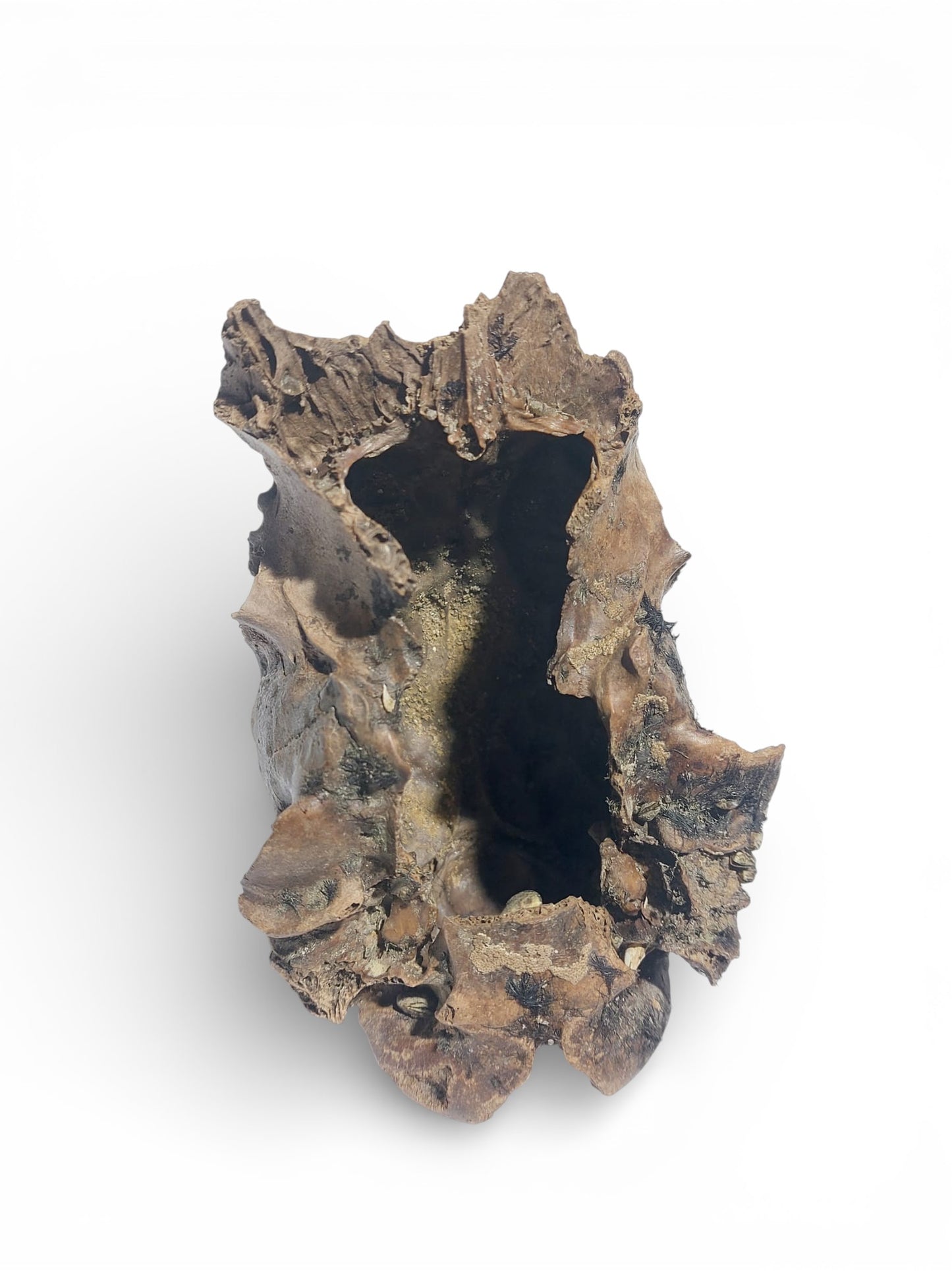 Ovis_aries_Fossil_Sheep_Skull 8