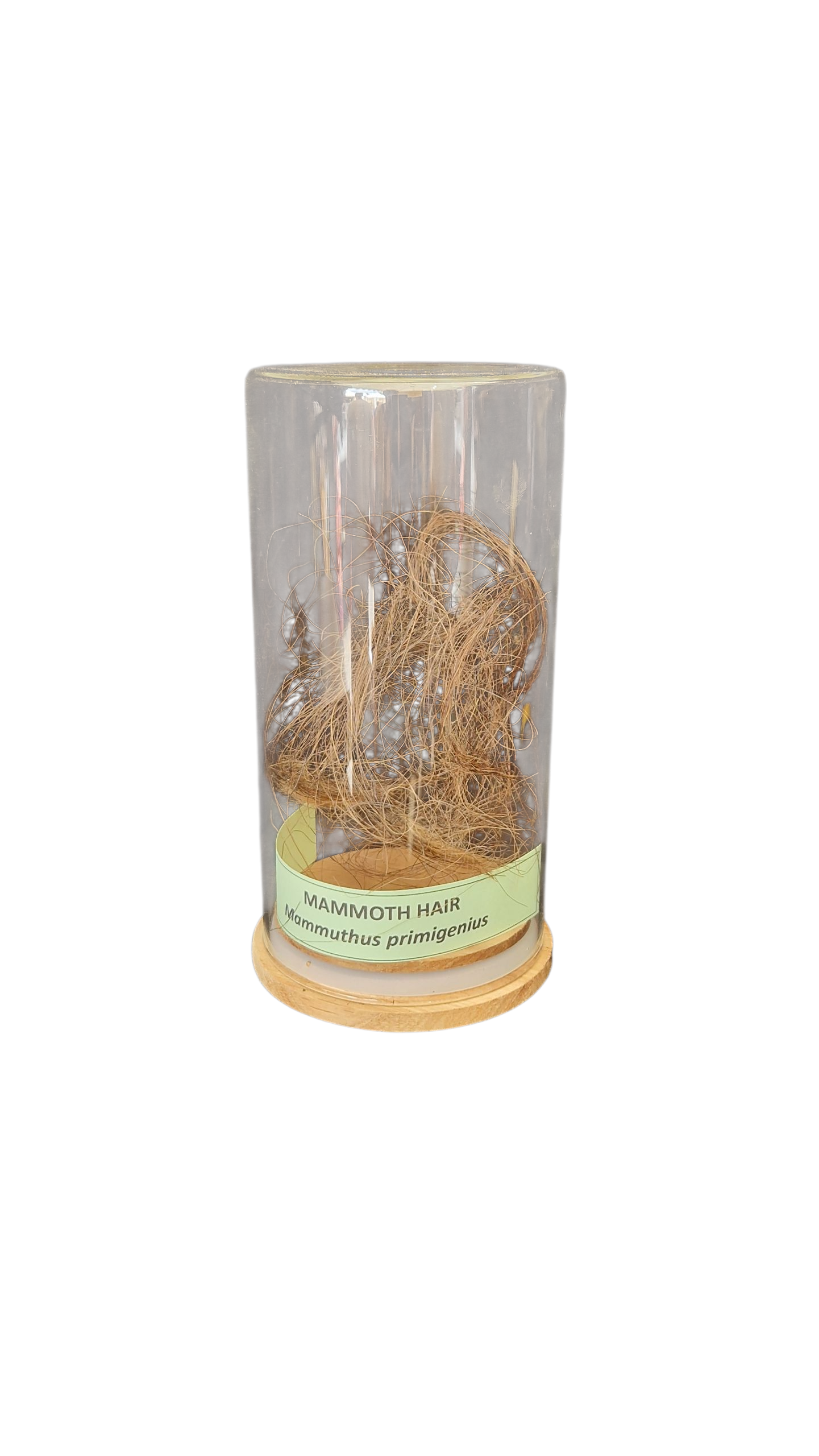 Woolly Mammoth Hair - Legacy from Permafrost - authentic fossil specimen, natural history by Fossils NH