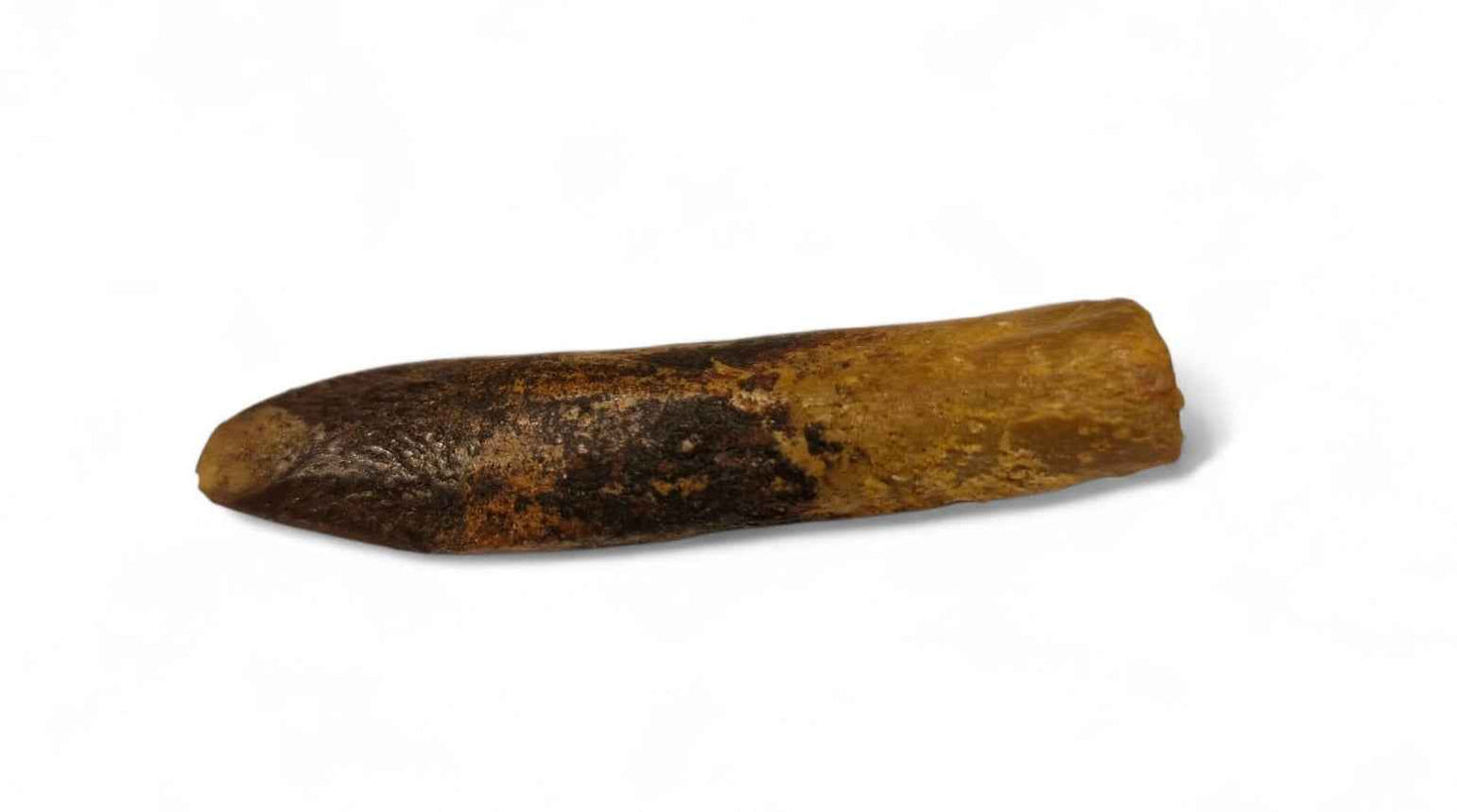 Rebbachisaurus garasbae Tooth 4.6cm – Sauropod Dinosaur from the Cretaceous | Morocco