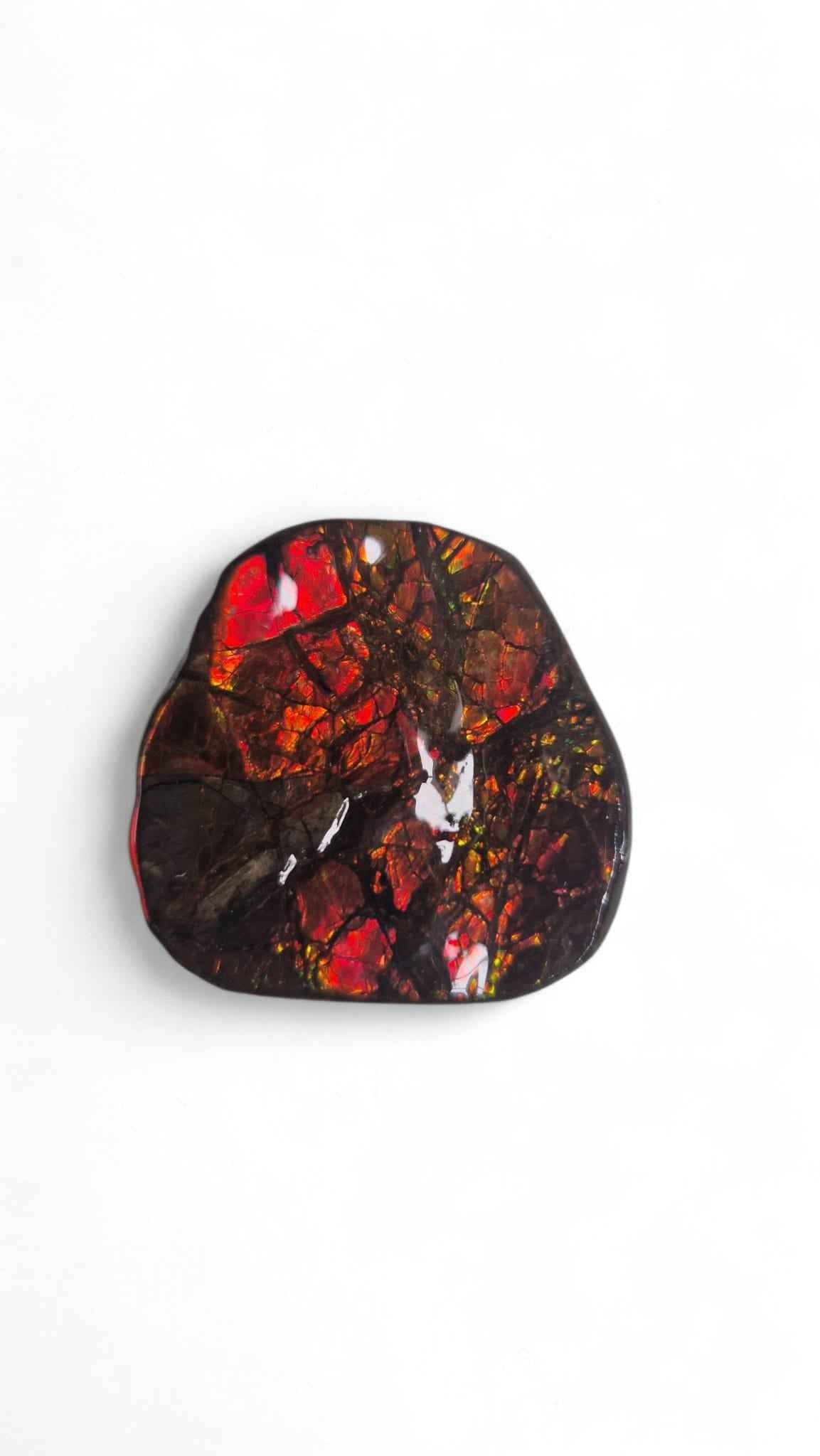 Ammolite Gemstone – 3.6 cm Iridescent Natural Fossil | Canada