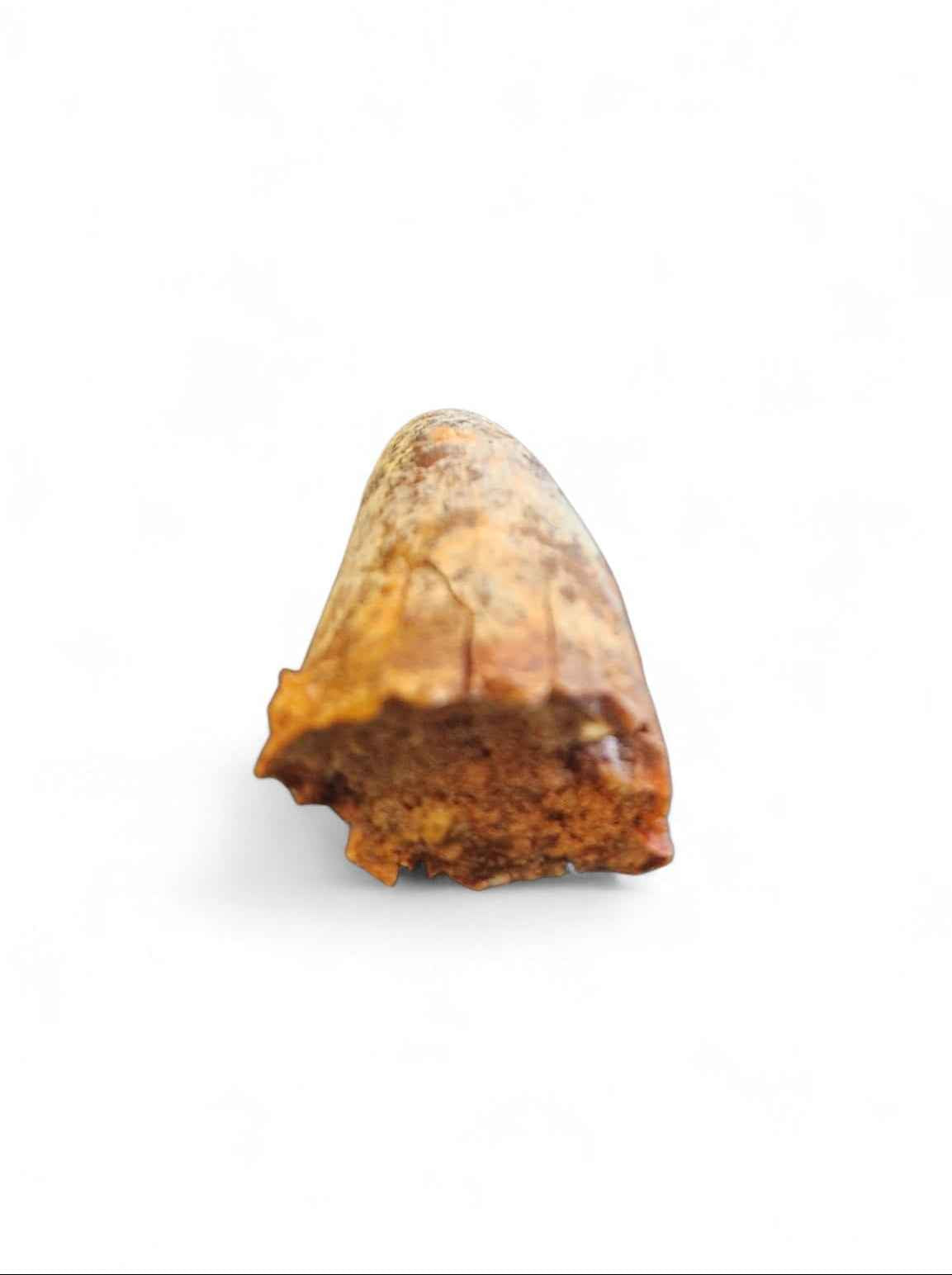 Sarcosuchus Tooth 3.8cm – Giant Prehistoric Crocodile - Cretaceous | North Africa