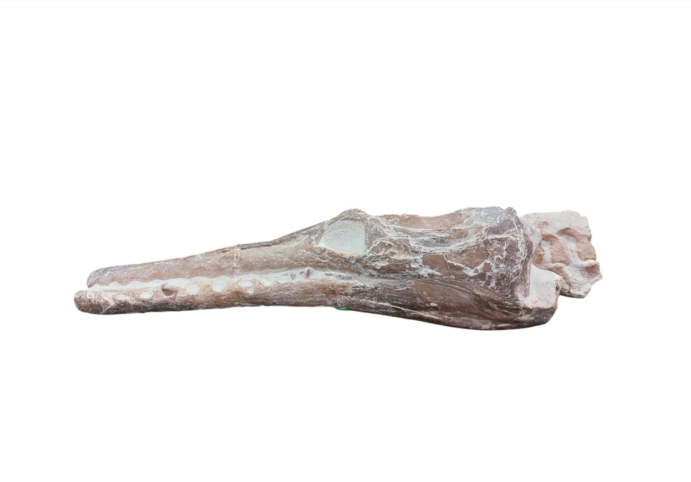 Manemergus anguirostris – Plesiosaur Fossil - authentic fossil specimen, natural history by Fossils NH