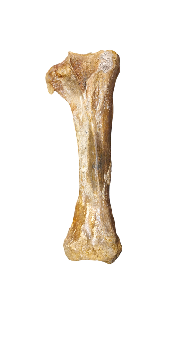 Mammoth Tibia Bone - Giant of Pleistocene - authentic fossil specimen, natural history by Fossils NH