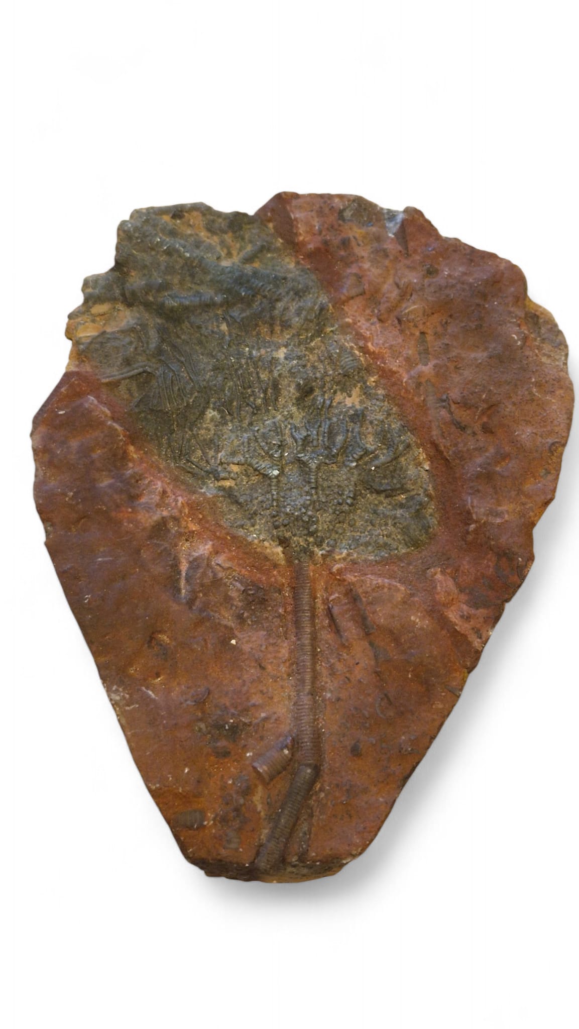 Sea Lily Fossil 20cm – Paleozoic Crinoid