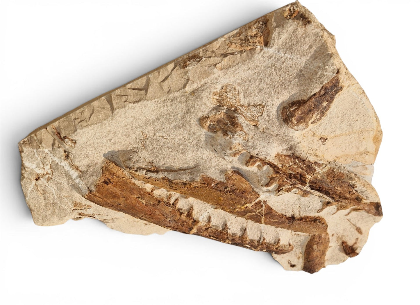 Tethysaurus Nopcsai Fossil 29cm - Cretaceous Marine Reptile Morocco 9