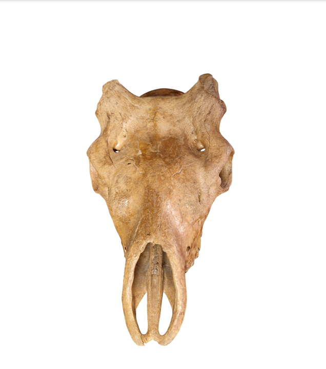 Collector’s Items - authentic fossil specimen, natural history by Fossils NH